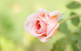 one beautiful pink rose one pink rose