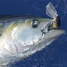 Sea Fishing In Lanzarote Find And Book Your Charter