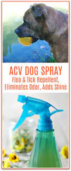 acv spray for dogs repels fleas