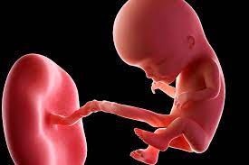 In unserem schwangerschaftskalender können sie nachlesen, wie sich ihr kind woche für woche entwickelt: Ihr Baby In Der 12 Schwangerschaftswoche 12 Ssw Ihre Aktuelle Schwangerschaftswoche Schwangerschaft Swissmom Ch