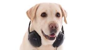 do-dogs-like-music