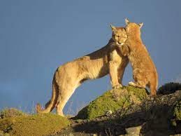 Pumas is with ginter smuts and morné joubert. 10 Fun Facts About The Patagonian Puma Tierra Hotels