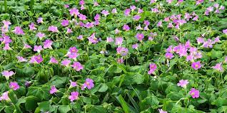 Henbit flowers appearance the flowers bloom purple, pink, or white, and form in the same tubular formation as purple dead nettle. Gardening On The Treasure Coast How Can I Get Rid Of The Pink Clover Growing In My Yard