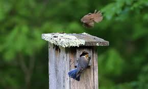 Birdhouse Nesting Birds