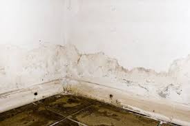 Crawl Space Mold Removal Services In Nh