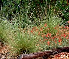 Muhlenbergia dubia | California Flora Nursery