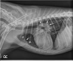 Lymphoma In Dogs Diagnosis Treatment Clinicians Brief