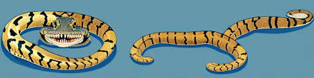 carpet python care sheet size