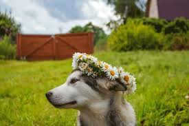 200 flower names for dogs gorgeous