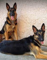 German Shepherd Rescue of Central Texas gambar png