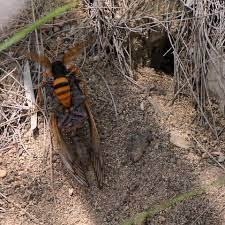 cicada wasps