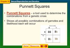 Punnett squares are used to figure out the possible gene combinations from a genetic cross. 11 2 Probability And Punnett Squares Genetics And Probability How Do Geneticists Use The Principles Of Probability Probability The Likelihood That Ppt Download