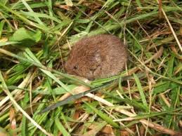 Vole population densities are typically cyclical; Vole Control How To Get Rid Of Voles