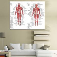 Us 6 05 50 Off Xdr608 Human Body Anatomical Chart Muscular System Watercolor Inkjet Canvas Art Prints Size 60x80cm In Painting Calligraphy From