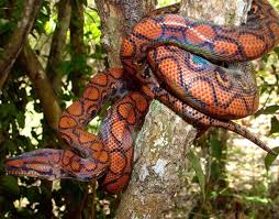 msian blood python snakeestate