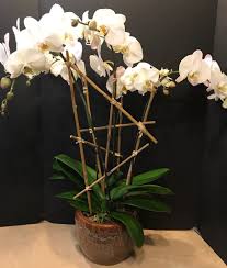 spectacular orchids in north babylon