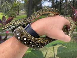ta snakes diamond python breeder
