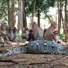 Monkey was attacked by a python, the group is trying to rescue it @ ZEE MA 7 | By Dejavu News | Facebook