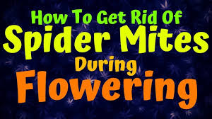 Getting rid of spider mites. How To Get Rid Of Spider Mites During Flowering Marijuanacannabis Com
