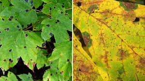 common maple tree problems and diseases