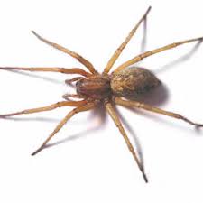 Common Spiders Poisonous Or Painful Northwest Exterminating