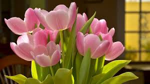Hoa Tulip - Nguồn gốc, đặc điểm và ý nghĩa ẩn giấu đằng sau mỗi sắc hoa