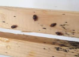 How Did They Get There? There Are Bed Bugs On My Wall.