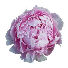 But they aren't in season in september when i will be getting married. Cheap Pink Peonies Special Globalrose