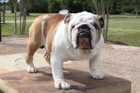 Ukpets found the following french bulldog for sale in the uk. English Bulldogs For Sale In Houston Petswall