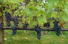 Виноград Регент: описание и характеристики сорта, особенности ухода и выращивания, фото, отзывы