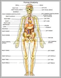 Free Body Diagram Templates Particular Human Body Part Chart