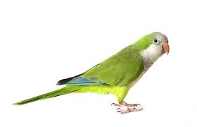 quaker parrot facts lifespan behavior