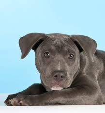 However, regular breeding took place in staffordshire. American Staffordshire Terrier Breed Information
