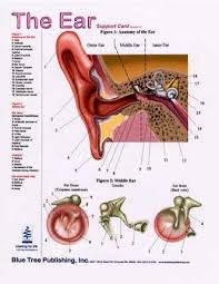 Ear Anatomical Chart Laminated Card For Audiologist And Hearing