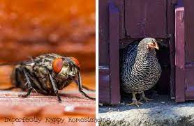 flies in the coop how to get rid of