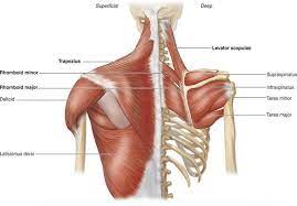 2 fingers oriented laterally represent teres minor and teres major. The Latissimus Dorsi And The Teres Neurokinetic Therapy Facebook