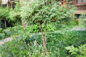 18 Best Medium Sized Trees For Your Yard