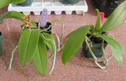 should-i-mist-orchid-aerial-roots