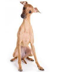 It is important to note the age of your dog in your order. Italian Greyhound Small Medium And Big Dog Breeds Pedigree Uk