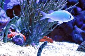aquarium fish a detailed look at the