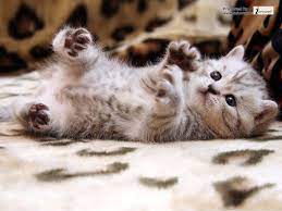 Baby Cute Cat Wallpaper - a photo on ...