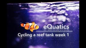 How To Cycle A Saltwater Tank Week 1
