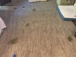 carpet cleaning concord ca rivera s