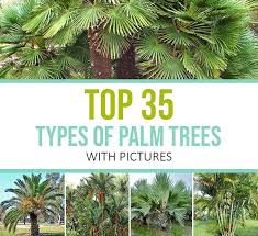 Palm Tree Types Palm Trees Landscaping