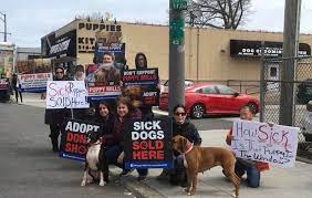 We want everyone to enjoy life with a new puppy or kitten, therefore we make it easy for you to own your new puppy or kitten with payment plans. Adopt Don T Shop Movement Stages Another Pet Store Protest Long Island Weekly