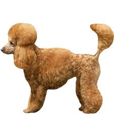 toy poodle full breed profile dna