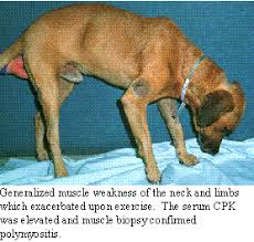 lower motor neuron disorders in dogs