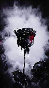 hd black rose wallpapers peakpx