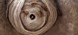 The Fantastic Guide To Wasp Nests Fantastic Pest Control Blog