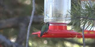 Hummingbirds Migrate Back To Missouri